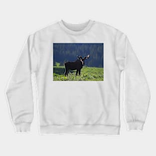 Young Moose Bull Crewneck Sweatshirt